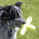 Gypsy Rose was adopted in May, 2005